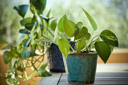 The Importance of Home Air Quality: Why You Should Pay Attention